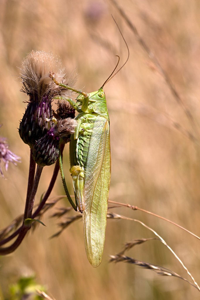 voornes duin tenellaplas Quackjeswater natuur natuurgebied natuurmonumenten hdr duinen Zuid Hollands landschap polder bossen natuurreservaat Natura 2000